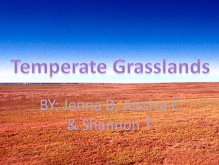 BY: Jenna D, Jessica C & Shannon T. Location Grasslands are located on every continent with the exception of Antarctica.