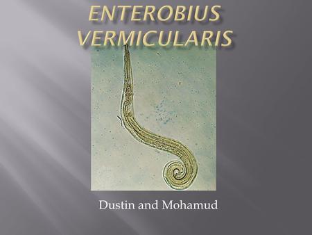 enterobius vermicularis medscape)