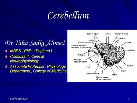 Cerebellum Dr Taha Sadig Ahmed, MBBS, PhD ( England ). Consultant, Clinical Neurophysiology. Associate Professor, Physiology Department, College of Medicine.