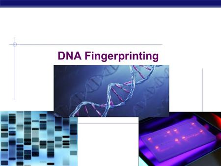 AP Biology 2007-2008 DNA Fingerprinting AP Biology Many uses of restriction enzymes…  Now that we can cut DNA with restriction enzymes…  we can cut.