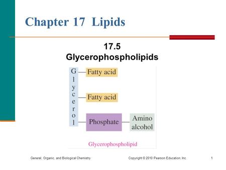 17.5 Glycerophospholipids