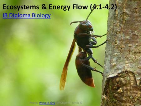 Ecosystems & Energy Flow (4.1-4.2) IB Diploma Biology Photo: Wasp in Java, by Stephen Taylor ©Wasp in Java.