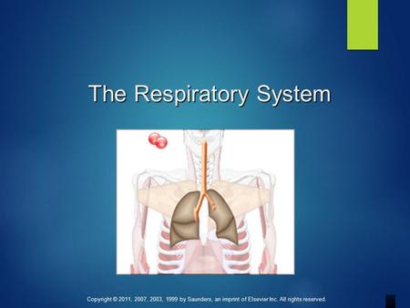 Copyright © 2011, 2007, 2003, 1999 by Saunders, an imprint of Elsevier Inc. All rights reserved. The Respiratory System.
