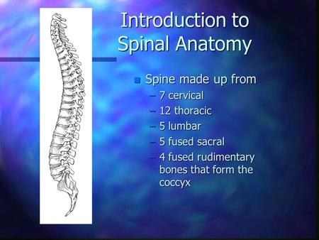 Introduction to Spinal Anatomy n Spine made up from –7 cervical –12 thoracic –5 lumbar –5 fused sacral –4 fused rudimentary bones that form the coccyx.