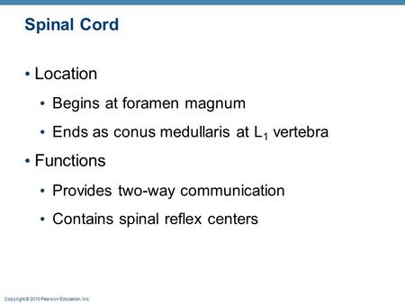 Copyright © 2010 Pearson Education, Inc. Spinal Cord Location Begins at foramen magnum Ends as conus medullaris at L 1 vertebra Functions Provides two-way.