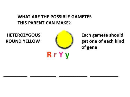 R r Y y WHAT ARE THE POSSIBLE GAMETES THIS PARENT CAN MAKE?