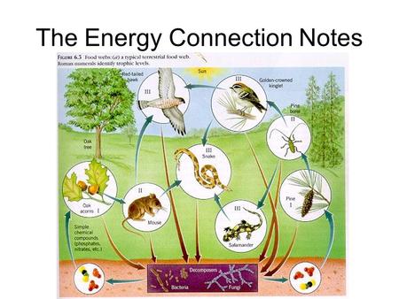 The Energy Connection Notes. What is this? A food chain A diagram that shows how each living thing gets food, and how nutrients and energy are passed.