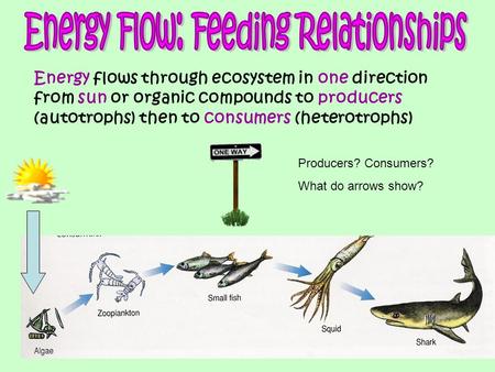 Energy Flow: Feeding Relationships