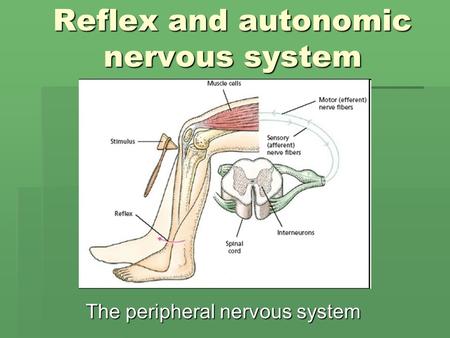 Reflex and autonomic nervous system The peripheral nervous system.