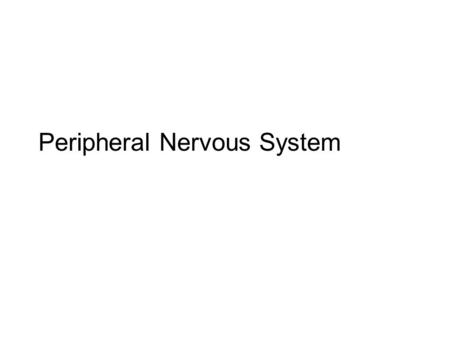 Peripheral Nervous System. Lecture Outline Peripheral Nervous System –Overview –Divisions Somatic Autonomic –Sympathetic & parasympathetic Divisions –Enteric.