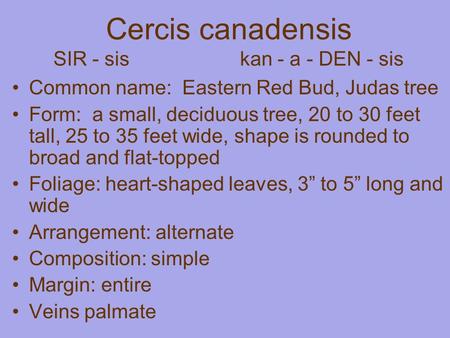 Cercis canadensis SIR - sis kan - a - DEN - sis Common name: Eastern Red Bud, Judas tree Form: a small, deciduous tree, 20 to 30 feet tall, 25 to 35 feet.