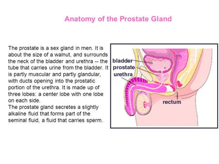 The prostate is a sex gland in men. It is about the size of a walnut, and surrounds the neck of the bladder and urethra -- the tube that carries urine.