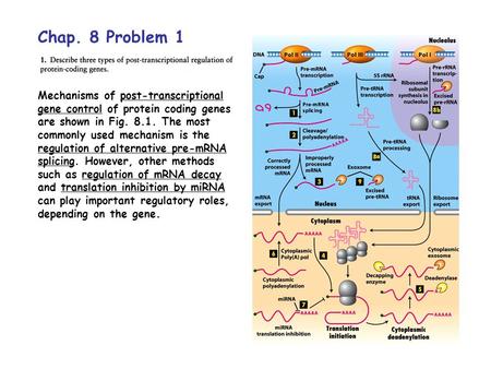 Chap. 8 Problem 1 Mechanisms of post-transcriptional gene control of protein coding genes are shown in Fig. 8.1. The most commonly used mechanism is the.