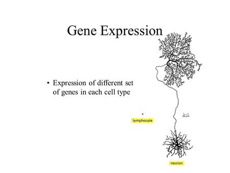 Gene Expression Expression of different set of genes in each cell type.
