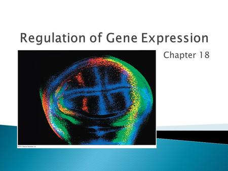 Chapter 18. Transcription Operon Operon: cluster of related genes with on/off switch Three Parts: 1.Promoter – where RNA polymerase attaches 2.Operator.