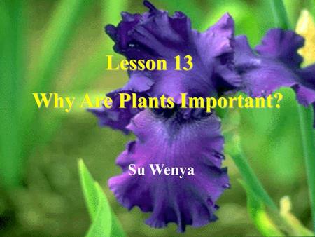 Lesson 13 Lesson 13 Why Are Plants Important? Su Wenya.