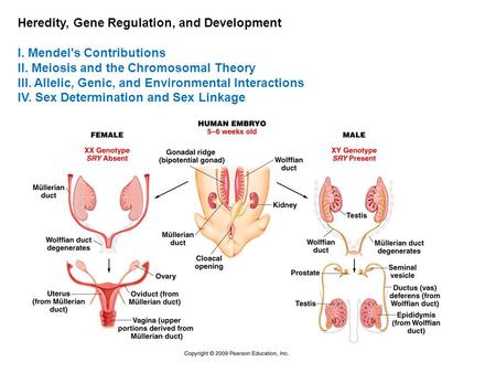 Heredity, Gene Regulation, and Development I. Mendel's Contributions II. Meiosis and the Chromosomal Theory III. Allelic, Genic, and Environmental Interactions.