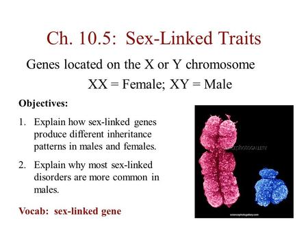 Ch. 10.5: Sex-Linked Traits Genes located on the X or Y chromosome XX = Female; XY = Male Objectives: 1.Explain how sex-linked genes produce different.