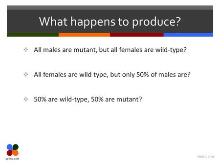 Slide 1 of 41 What happens to produce?  All males are mutant, but all females are wild-type?  All females are wild type, but only 50% of males are? 