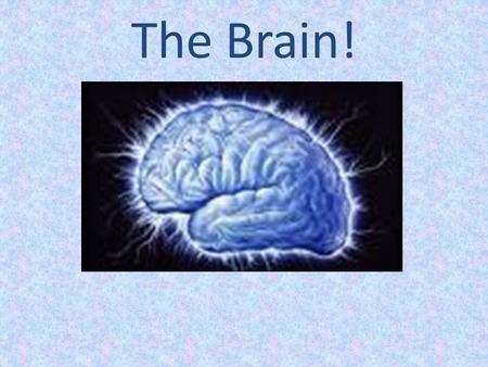 The Brain!.