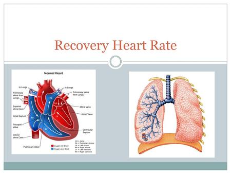 Recovery Heart Rate. Parkour/Free running Parkour/Free Running What internal parts of the body are allowing for these people to do this?