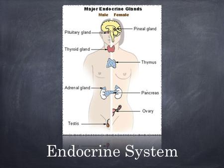Endocrine System. Made up of glands that secrete hormones. Eight major glands scattered throughout the body, but considered one system because they have.