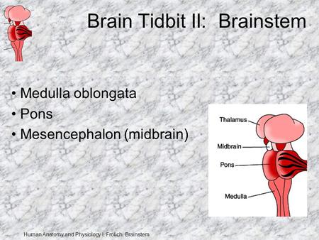 Human Anatomy and Physiology I, Frolich, Brainstem Brain Tidbit II: Brainstem Medulla oblongata Pons Mesencephalon (midbrain)