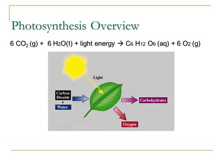 Photosynthesis Overview 6 CO 2 (g) + 6 H 2 O(I) + light energy  C 6 H 12 O 6 (aq) + 6 O 2 (g)