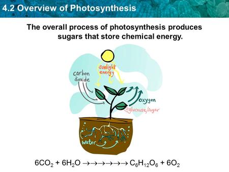 The overall process of photosynthesis produces sugars that store chemical energy. 6CO2 + 6H2O  C6H12O6 + 6O2.