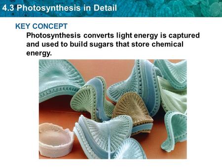 4.3 Photosynthesis in Detail KEY CONCEPT Photosynthesis converts light energy is captured and used to build sugars that store chemical energy.