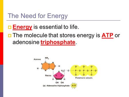 The Need for Energy  Energy is essential to life.  The molecule that stores energy is ATP or adenosine triphosphate.