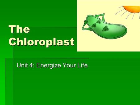 The Chloroplast Unit 4: Energize Your Life. Chloroplasts  Chloroplasts are found in the cells of plants.  Chloroplasts absorb light energy and make.