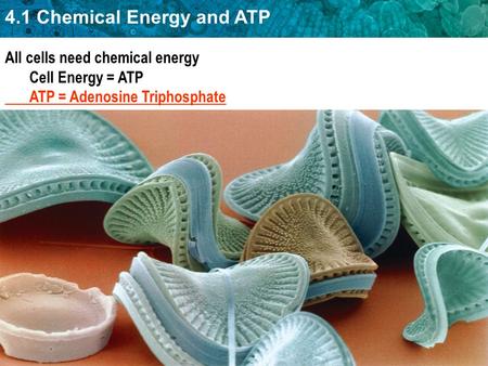 4.1 Chemical Energy and ATP All cells need chemical energy Cell Energy = ATP ATP = Adenosine Triphosphate.