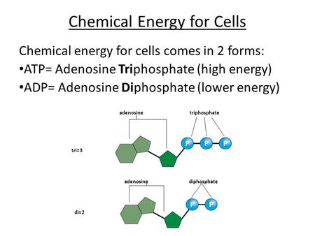 Chemical Energy for Cells Chemical energy for cells comes in 2 forms: ATP= Adenosine Triphosphate (high energy) ADP= Adenosine Diphosphate (lower energy)