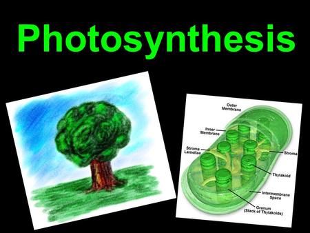 Photosynthesis. Autotrophs and Heterotrophs Autotrophs are organisms that make their own food Heterotrophs are organisms that need to ingest food to obtain.
