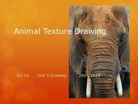 Animal Texture Drawing Art 10 Unit 5 Drawing2014/2015.
