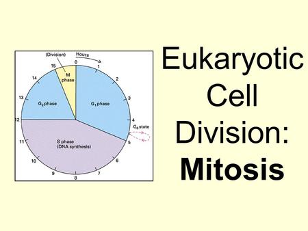 Eukaryotic Cell Division: Mitosis