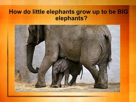 How do little elephants grow up to be BIG elephants?