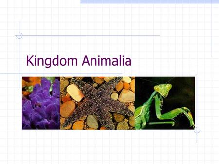 Kingdom Animalia. Characteristics of Animals Eukaryotic cells – have a nucleus and membrane bound organelles Heterotrophic – must ingest their food Diploid.