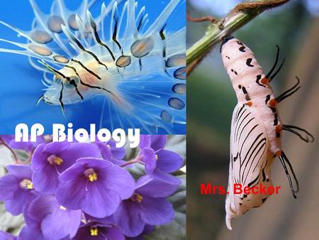 AP Biology Mrs. Becker. Chapter 1 Introduction: Themes in the Study of Life.
