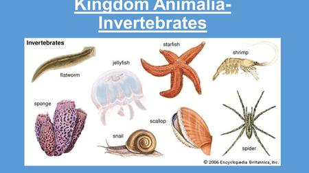 Kingdom Animalia- Invertebrates. PORIFERA CNIDARIANS RepresentativeSpongeJellyfish HabitatMarine and some freshwater Body PlanAsymetricalRadial Symetry.