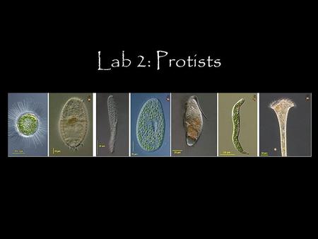 Lab 2: Protists. Protists! Lab Goals Identify the three domains of life and the main characteristics of each Define protists and know why the group “Protista”