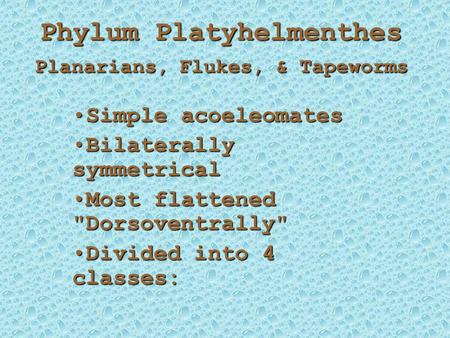 Phylum Platyhelmenthes Planarians, Flukes, & Tapeworms Simple acoeleomatesSimple acoeleomates Bilaterally symmetricalBilaterally symmetrical Most flattened.