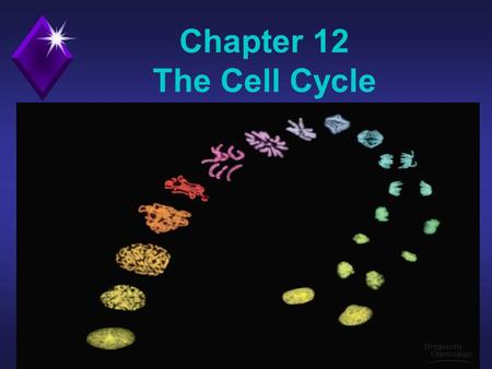 Chapter 12 The Cell Cycle. Rudolf Virchow-1855 “Omnis cellula e cellula” Every cell from a cell. In this chapter we will learn how cells reproduce to.
