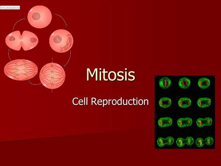 Mitosis Cell Reproduction. Mitosis Definition: Cell Division that produces two cells that are identical to each other and to the parent cell. Definition: