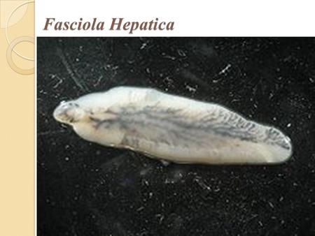 Fasciola Hepatica.