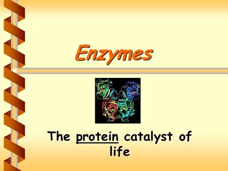 Enzymes The protein catalyst of life. Enzymes: The Video Clip.