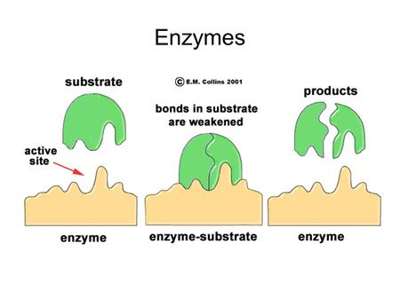 Enzymes. Let's Review: ΔG and rxn spontaneity Let's Review: Protein Structure.