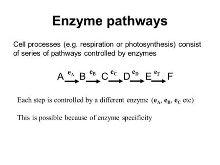 Cell processes (e.g. respiration or photosynthesis) consist of series of pathways controlled by enzymes ABCDEFABCDEF Enzyme pathways eFeF eDeD eCeC eAeA.