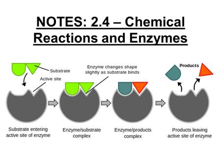 NOTES: 2.4 – Chemical Reactions and Enzymes
